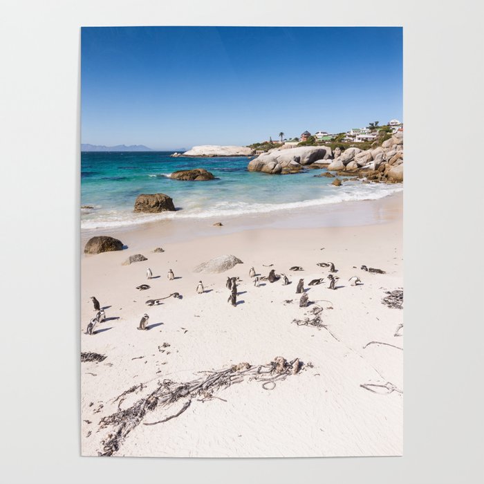 Penguins on Boulders Beach in Cape Town, South Africa Poster