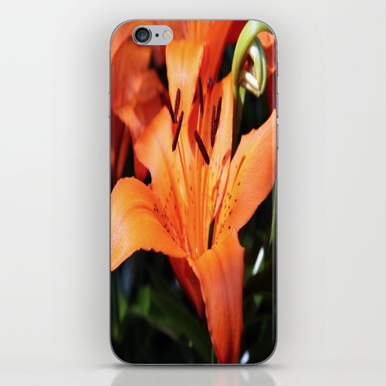 Garden Fire iPhone & iPod Skin