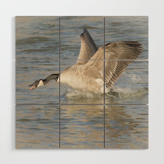 Canada Goose At The River Wood Wall Art