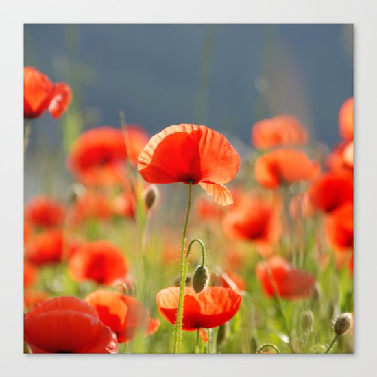 Red Poppies Flowers Canvas Print