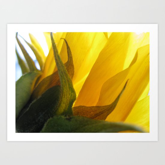 Sunflower 47 Art Print