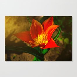 Red flower in the morning sun Canvas Print