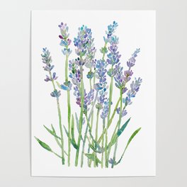 Lavender flower Painting blue Green Abstract Watercolor Poster