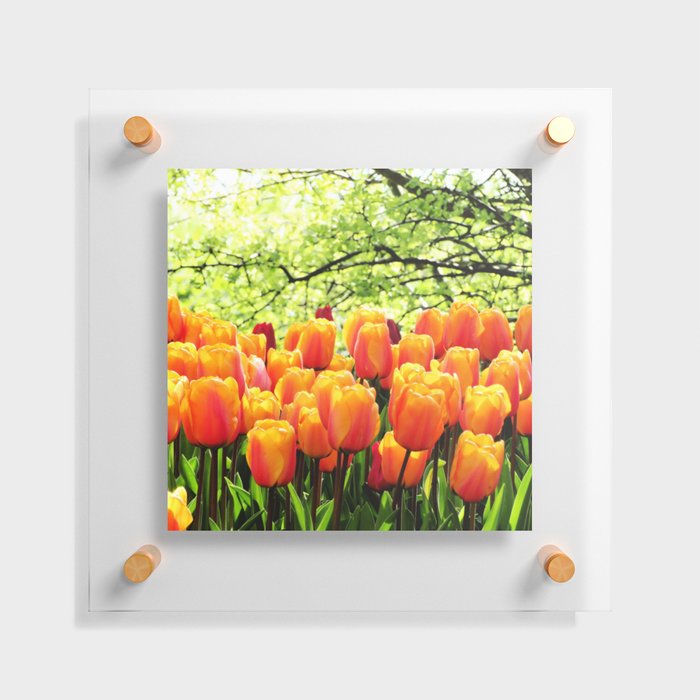 Tulips Field 51 Floating Acrylic Print