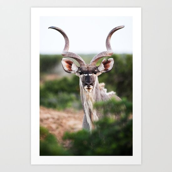 Kudu Art Print