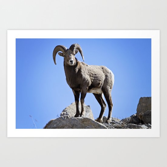 Bighorn Sheep Art Print