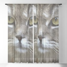 Stunning Grey Cat Pet Artistic Portrait Sheer Curtain