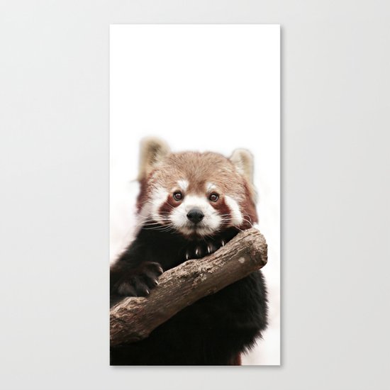 RED PANDA Canvas Print