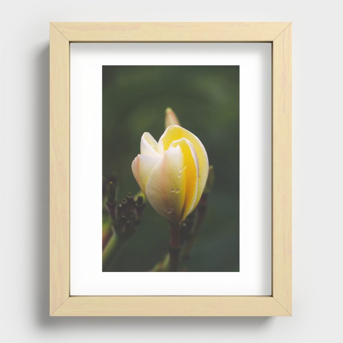 Yellow & White Plumeria bloom Recessed Framed Print