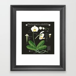 Orchid, Phalaenopsis amabilis Framed Art Print
