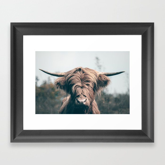 Highland cow portrait Framed Art Print
