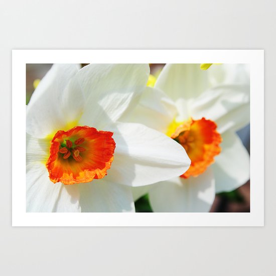 White Petals Art Print