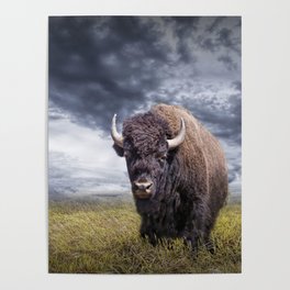 Plains Buffalo on the Prairie Poster