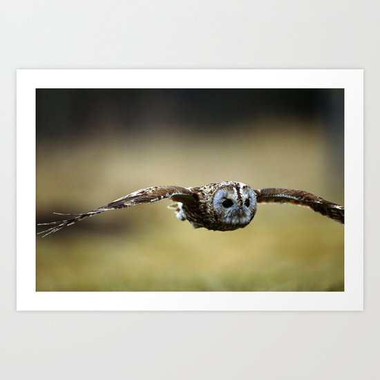 FLIGHT OF THE TAWNY OWL Art Print
