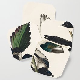 Vintage Bird Print - Birds of America - 357 American Magpie (1827) Coaster