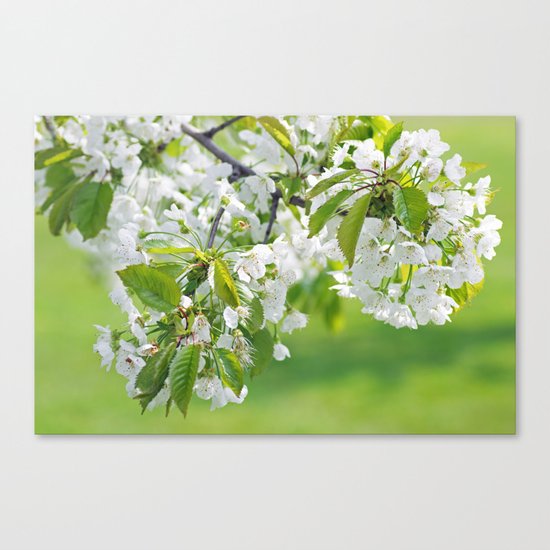 White cherry blossoms romance Canvas Print