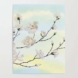 White Magnolia on Sky Background  Poster