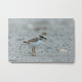 Avian - Piping Plover Chick 1 Metal Print