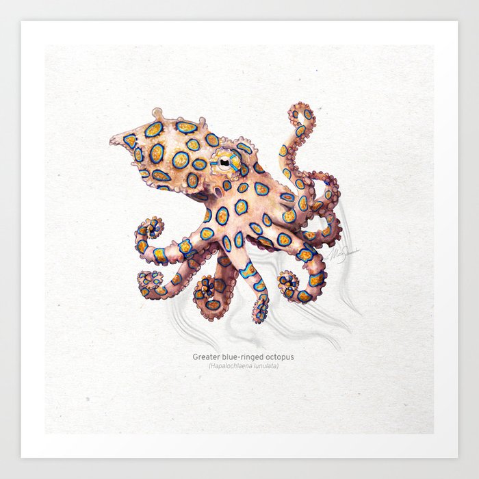 Greater blue-ringed octopus scientific illustration art print Art Print