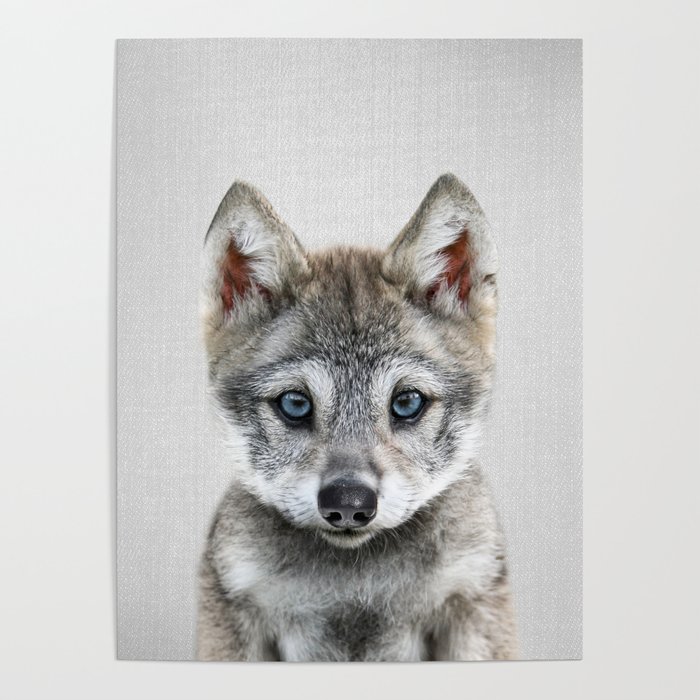 Baby Wolf - Colorful Poster