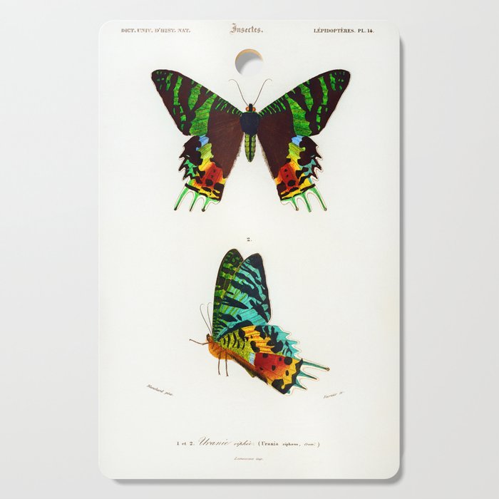 Madagascan Sunset Moth Butterfly Cutting Board