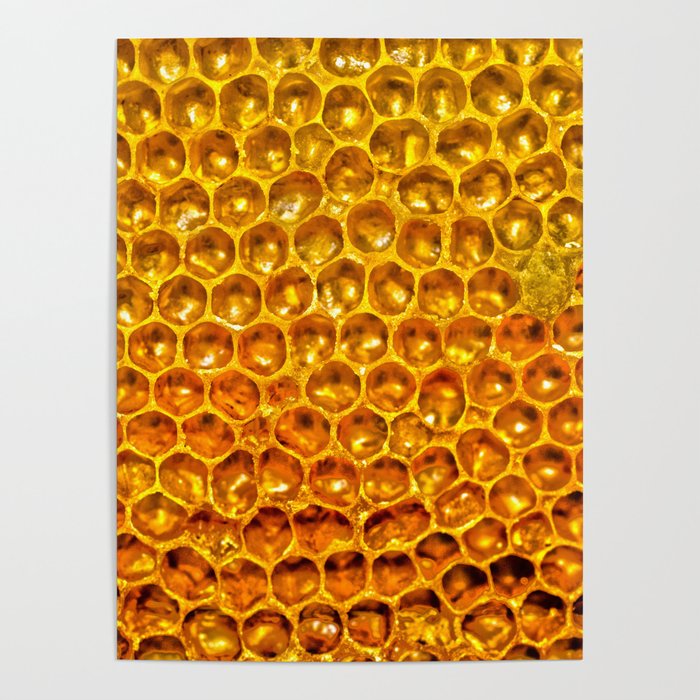 Yellow honey bees comb Poster