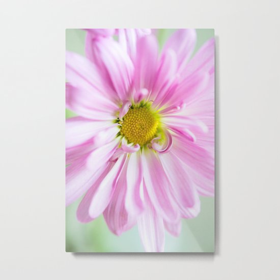Pink Cosmos Metal Print