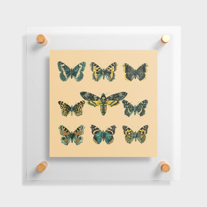 Butterflies and Moth of Europe Floating Acrylic Print