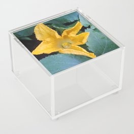 Orange-Yellow Courgette Flower Shrub Photograph Acrylic Box