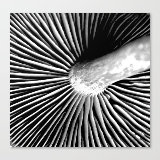 Toadstool Canvas Print