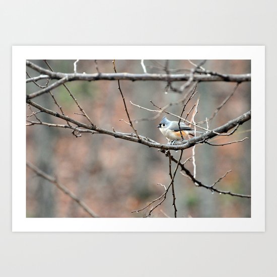 Tufted Titmouse Art Print