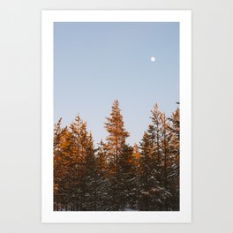 Pine trees Art Print