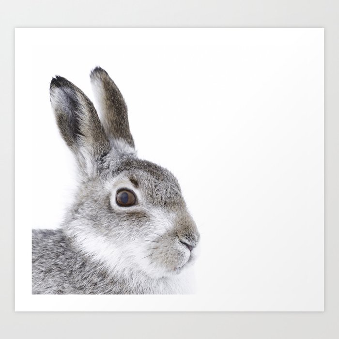 Curious hare Art Print