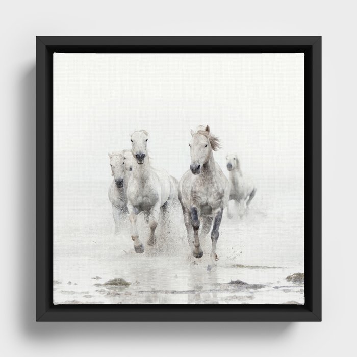Camargue White Horses Running in Water - Nature Photography Framed Canvas