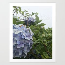 Hydrangea, Kauai'i Art Print | Web, Digital, Tropical, Spiderweb, Blue, Photo, Misty, Color, Green, Magical 