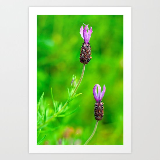 Lavender Two Flowers Art Print