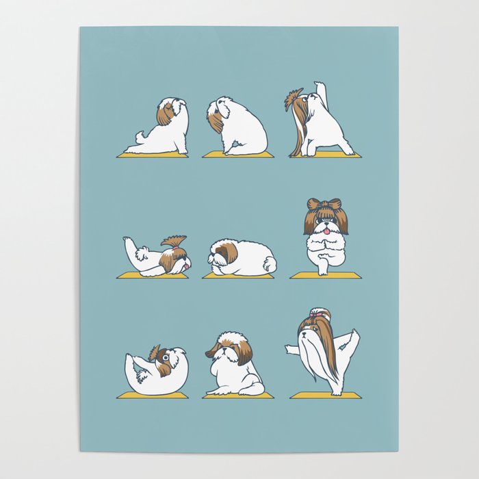 Shih Tzu Yoga Poster