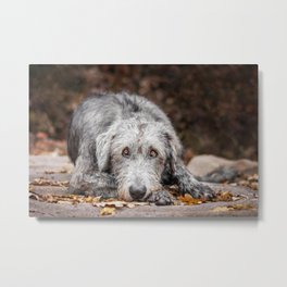 Irish Wolfhound lies on the pad with fallen autumn leaves. Metal Print