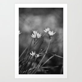 Black & White Wildflowers Art Print