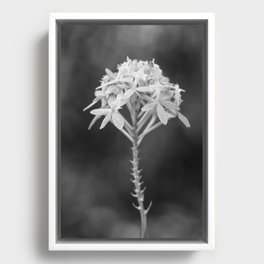 Black And White Orchid Flower Photography Epidendrum Radicans Framed Canvas