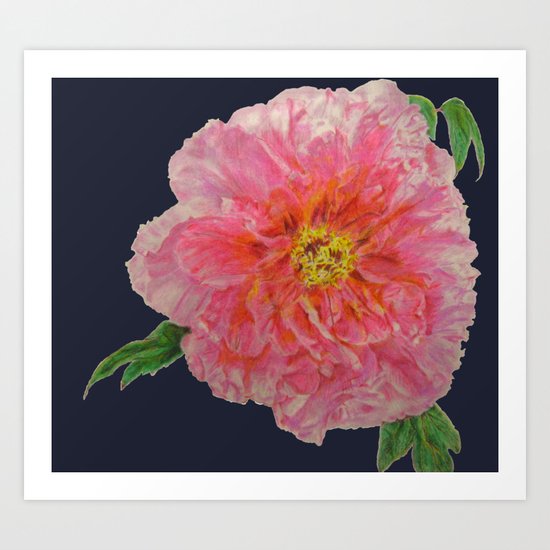 Pink Peony Flower Drawing on Blue Background Art Print