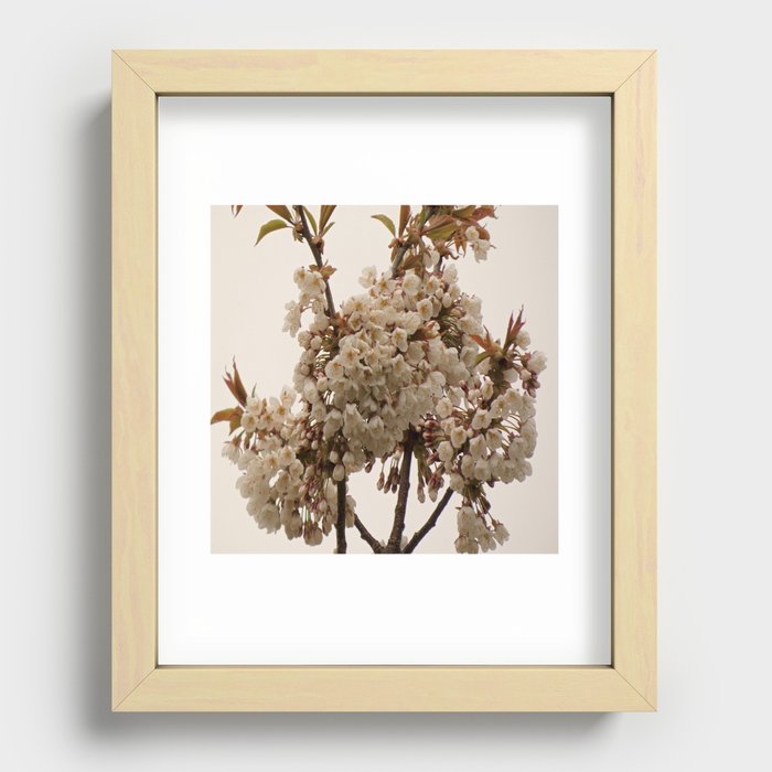 Scottish Highlands White Cherry Blossoms with a Pale Sky Background Recessed Framed Print
