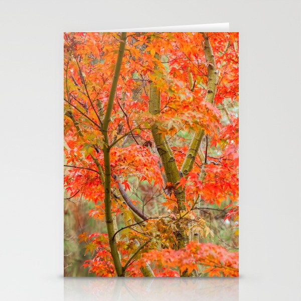 Japanese Maple in autumn Stationery Cards