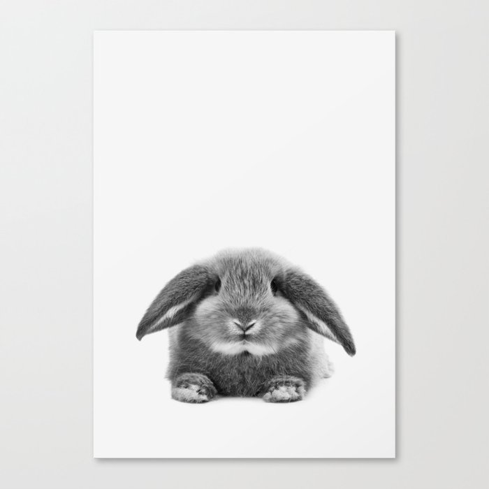 Bunny rabbit sitting Canvas Print