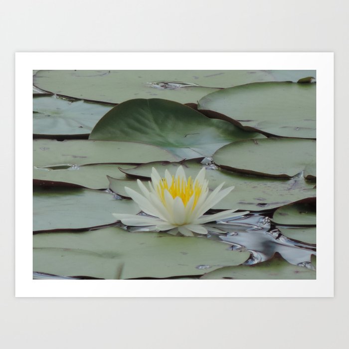 water lily Art Print