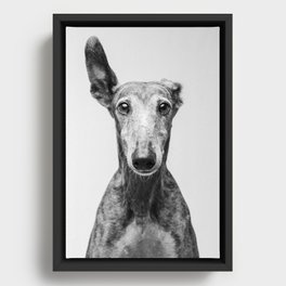 Rayito el Galgo - Dog portrait - Greyhound Framed Canvas