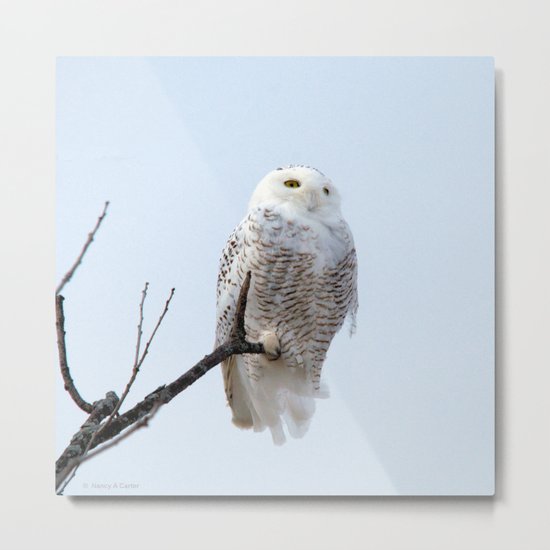 Lofty Vision (Snowy Owl) Metal Print