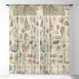 Mollusques by Adolphe Millot Sheer Curtain