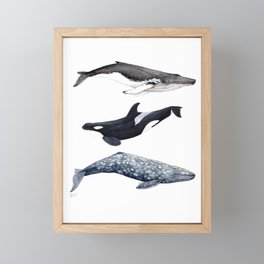 Orca, humpback and grey whales Framed Mini Art Print
