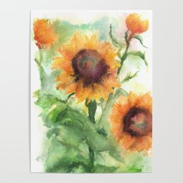 Sunflower Watercolor Study: Field Sketch Poster